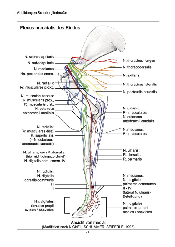 Systematische und topographische Anatomie der Schulter- und Beckengliedmaße 
